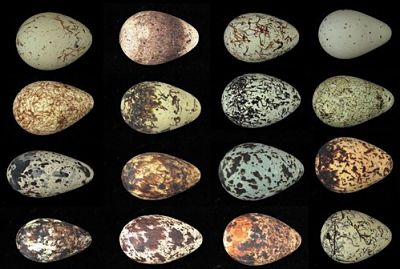 Center of Mass - Samples of eggs from cliff-dwelling birds.